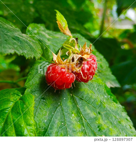 Two red raspberries against a background of green leaves. Two red raspberries against a background of green leaves. 128897307