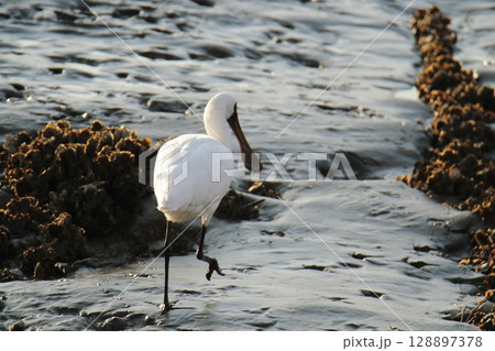 荒尾市　港　野鳥、 128897378