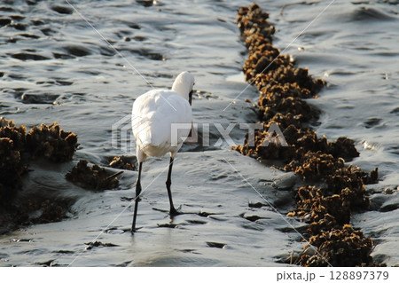 荒尾市　港　野鳥、 128897379