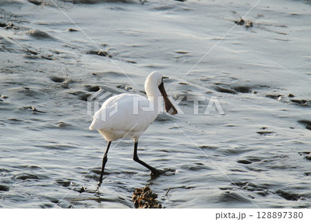 荒尾市 港 野鳥、 荒尾市 港 野鳥、 128897380