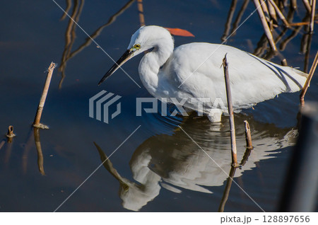 獲物を狙うコサギ 128897656