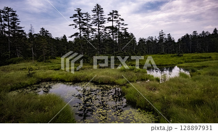 浮島湿原　北海道　自然　アウトドア　北海道上川町 128897931