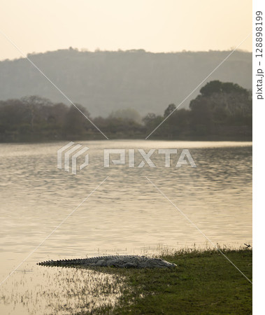 Marsh crocodile or mugger crocodile or broad snouted crocodile Crocodylus palustris out of lake water in natural scenic background in summer season at ranthambore national park forest rajasthan india 128898199