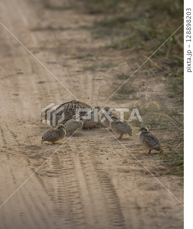 roadblock by grey francolin or grey partridge or Francolinus pondicerianus family with showstopper chicks or babies walking on jungle track or forest track at Ranthambore national park rajasthan india roadblock by grey francolin or grey partridge or Francolinus pondicerianus family with showstopper chicks or babies walking on jungle track or forest track at Ranthambore national park rajasthan india 128898203