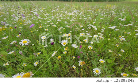 Experience the breathtaking beauty of a vibrant wildflower meadow in full bloom today Experience the breathtaking beauty of a vibrant wildflower meadow in full bloom today 128898848