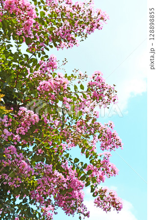 7月下旬のサルスベリの花 128898855