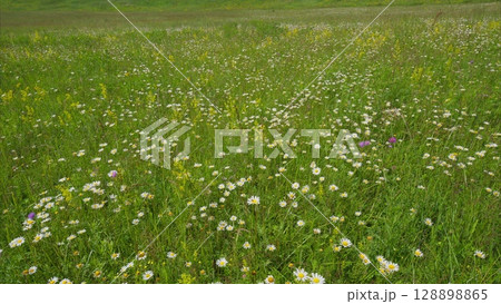 A Vibrant Wildflower Field Resplendent in Full Bloom, Showcasing Natures Splendor 128898865