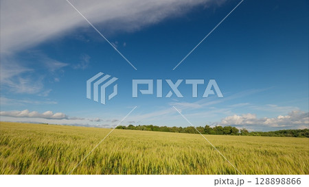 Expansive Golden Fields Spreading Out Beneath a Clear, Radiant Blue Sky Above Us Expansive Golden Fields Spreading Out Beneath a Clear, Radiant Blue Sky Above Us 128898866