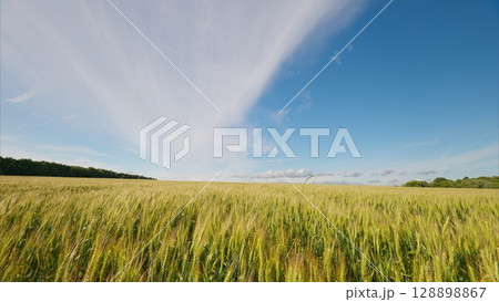 An Expansive Wheat Field Set Under a Beautiful and Scenic Blue Sky That Inspires Calmness An Expansive Wheat Field Set Under a Beautiful and Scenic Blue Sky That Inspires Calmness 128898867