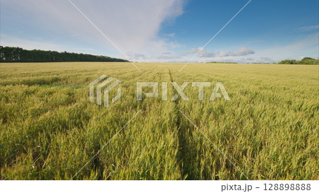 A Beautiful and Lush Green Field Beneath a Clear Blue Sky Decorated with Fluffy White Clouds 128898888