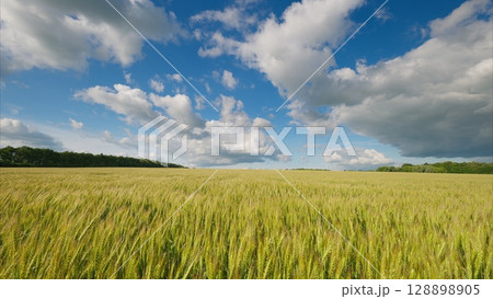 The Golden Field lay beautifully under a clear Blue Sky with fluffy Clouds, an idyllic scene 128898905