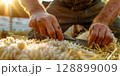 Farmer shearing sheep wool with traditional hand shears in golden sunlight 128899009