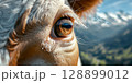 Cow showing brown eye with mountain reflecting in it, close up on farm animal 128899012