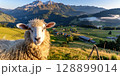 Sheep enjoying the scenic mountain view in the italian dolomites 128899014