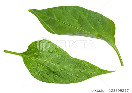 Sweet pepper leaf closeup isolated on white background Sweet pepper leaf closeup isolated on white background 128899237