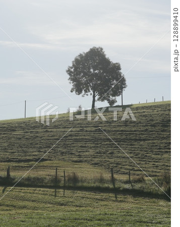 A tree is standing in a field with a fence in the background 128899410