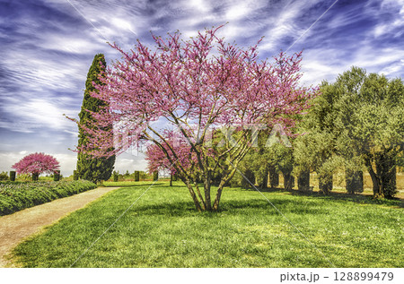 Beautiful garden with flowered cherry trees, cypresses and olive trees Beautiful garden with flowered cherry trees, cypresses and olive trees 128899479