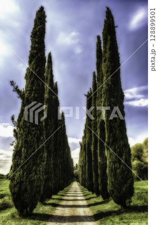 Cypress alley in Villa Adriana (Hadrian's Villa), Tivoli, Italy 128899501