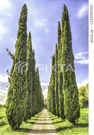 Cypress alley in Villa Adriana (Hadrian's Villa), Tivoli, Italy 128899502