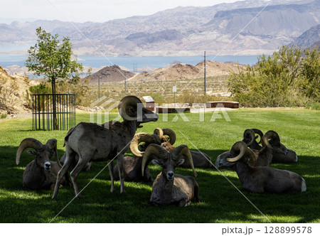 Bighorn Sheep Resting on Grassy Area in the shad in Nevada Bighorn Sheep Resting on Grassy Area in the shad in Nevada 128899578