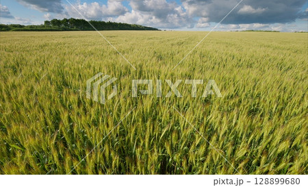 A Vast and Lush Wheat Field Stretching Under a Clear Blue Sky with Beautiful Clouds 128899680