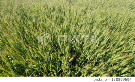 A Vibrant Green Wheat Field at its Peak Growth Stage During the Ideal Season for Harvest 128899694