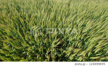 A Beautiful Green Wheat Field in Full Bloom, Radiating Life, Vibrancy, and Energy 128899695
