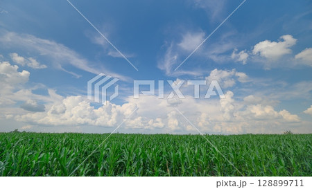 A Gorgeous and Vibrant Blue Sky Spanning Over the Luxurious and Lush Green corn Fields A Gorgeous and Vibrant Blue Sky Spanning Over the Luxurious and Lush Green corn Fields 128899711