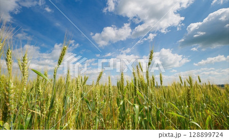 A Truly Beautiful Wheat Field Under a Bright, Blue Sky Enhancing the Landscapes Charm A Truly Beautiful Wheat Field Under a Bright, Blue Sky Enhancing the Landscapes Charm 128899724