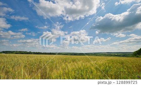 Serene Fields Under a Beautifully Clear Sky Witness Stunning Natural Beauty in Full View 128899725