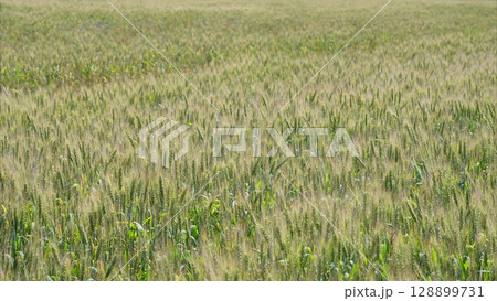 An Expansive Wheat Field Spreading Under a Clear and Bright Sky in the Beautiful Countryside An Expansive Wheat Field Spreading Under a Clear and Bright Sky in the Beautiful Countryside 128899731