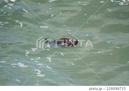 海に浮くお腹に子供を乗せたラッコの親子 海に浮くお腹に子供を乗せたラッコの親子 128899735