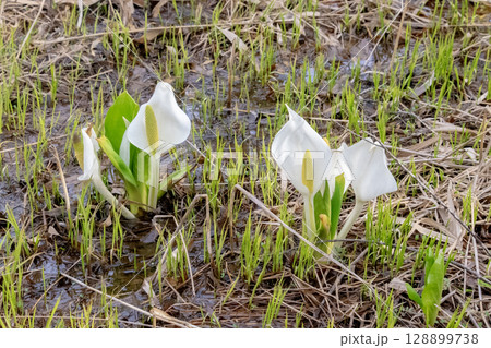 水芭蕉2 水芭蕉2 128899738