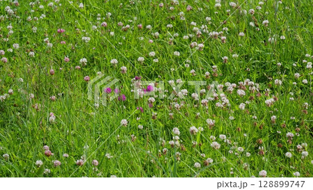 A Beautiful and Vibrant Wildflower Meadow that Flourishes in Springtime Bliss and Cheer 128899747