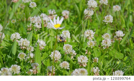 A Bumblebee is busy pollinating beautiful flowers in a lush meadow full of life A Bumblebee is busy pollinating beautiful flowers in a lush meadow full of life 128899764