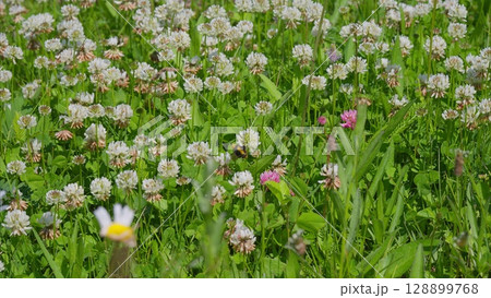 A Stunning and Beautifully Vibrant Wildflower Meadow in Full Bloom on a Gorgeous Sunny Day 128899768