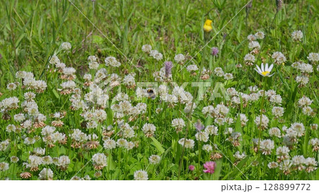 A Vibrant and Colorful Wildflower Meadow Blossoming Beautifully in the Warm Spring Sunshine 128899772