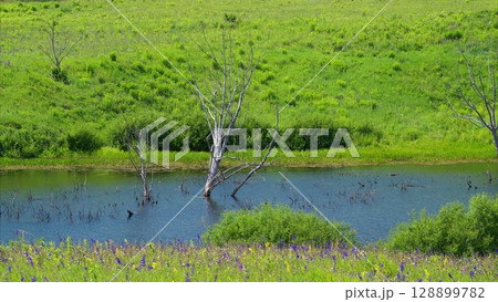 A stunning, lush green wetland with beautiful reflections shimmering in the waters surface 128899782