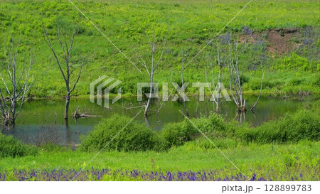 A serene water landscape beautifully adorned with lush greenery and trees nearby 128899783