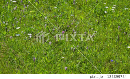 A Vibrant Meadow Filled with an Array of Colorful Wildflowers in Full Blooming Glory A Vibrant Meadow Filled with an Array of Colorful Wildflowers in Full Blooming Glory 128899784
