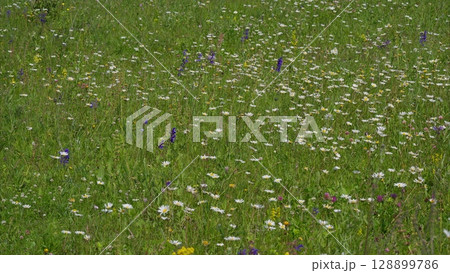 A Vibrant Flower Meadow That is in Full Bloom, Showcasing its Beauty and Biodiversity A Vibrant Flower Meadow That is in Full Bloom, Showcasing its Beauty and Biodiversity 128899786
