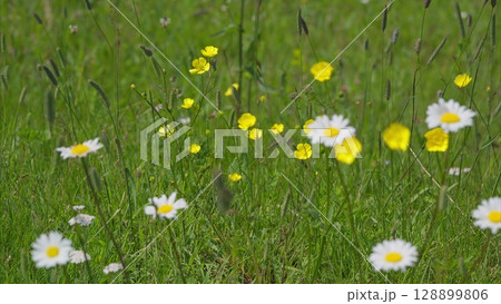 Stunningly Vibrant Wildflower Meadow in Full Bloom for All to Experience and Enjoy 128899806
