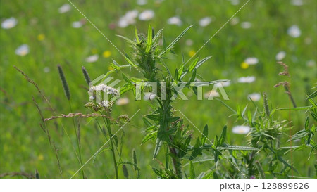 Witness the Vibrant Wildflowers and Lush Greenery Transforming a Spring Field Landscape 128899826