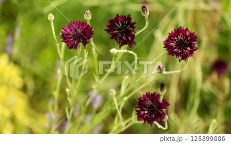 Close-up of a maroon cornflower flower in full bloom on a pale green background. Close-up of a maroon cornflower flower in full bloom on a pale green background. 128899886