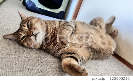 【保護猫】和室のカーペットで寝転んで可愛いしぐさをする5歳のキジトラ猫 【保護猫】和室のカーペットで寝転んで可愛いしぐさをする5歳のキジトラ猫 128900230
