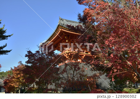 秋の仁和寺　鐘楼とモミジ(京都市右京区) 128900302