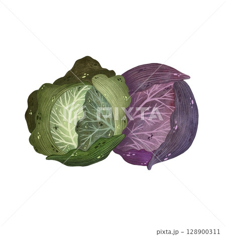 Watercolor illustration of two cabbages, one white and one red, on a white background. Fresh and vibrant, perfect for culinary illustrations, healthy eating themes, and farm-to-table designs. Hand 128900311