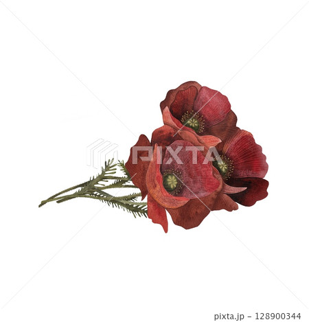 Watercolor bouquet of several red poppy flowers with leaves, lying horizontally, on a white background. Delicate and vibrant, perfect for floral arrangements, summer designs, and remembrance themes Watercolor bouquet of several red poppy flowers with leaves, lying horizontally, on a white background. Delicate and vibrant, perfect for floral arrangements, summer designs, and remembrance themes 128900344