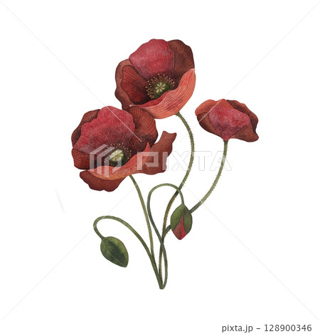 Watercolor bouquet of red poppy flowers and buds without leaves on a white background. Bold and vibrant, perfect for floral designs, remembrance day themes, and summer-inspired projects. Hand-painted Watercolor bouquet of red poppy flowers and buds without leaves on a white background. Bold and vibrant, perfect for floral designs, remembrance day themes, and summer-inspired projects. Hand-painted 128900346