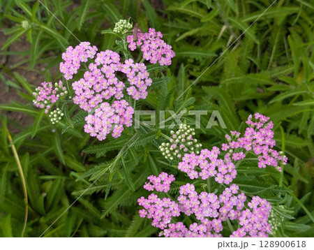 初夏の庭に咲くピンク色のノコギリソウの花 初夏の庭に咲くピンク色のノコギリソウの花 128900618